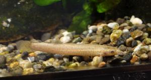 遠阪地区の川に生息する魚の写真