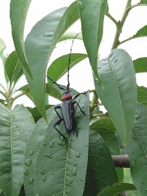 葉の上にとまった頭と胴体をつなぐ部分が赤く細長い触角がある甲虫の写真