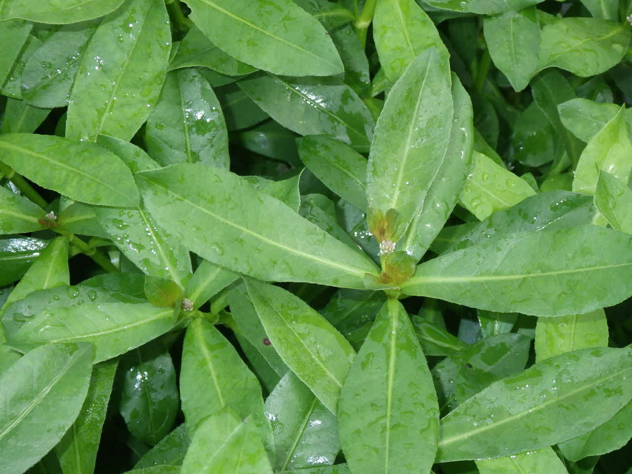 緑色の植物のアップの画像