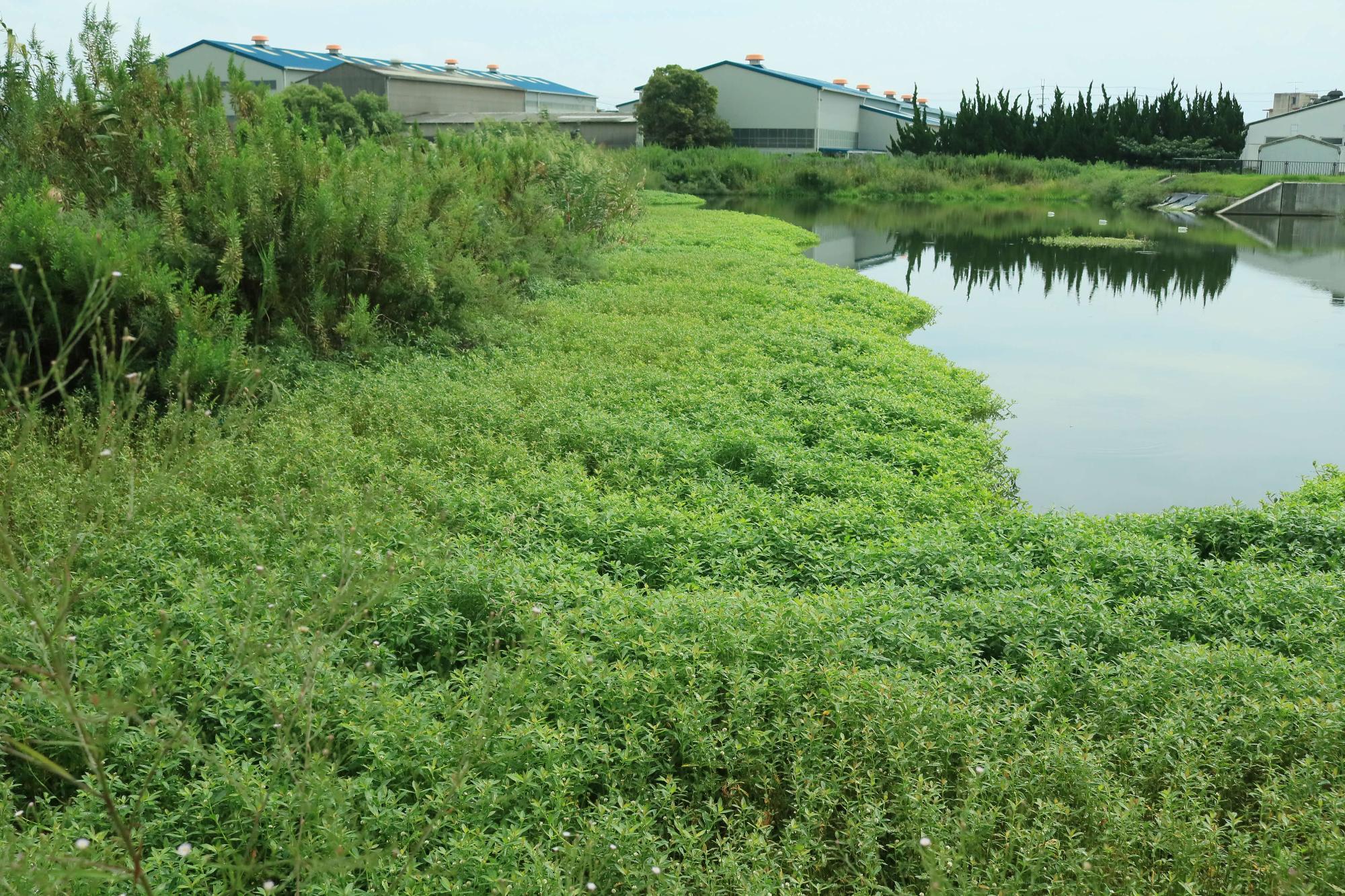 緑色の水生植物が水面に繁茂している写真