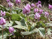 地面から自生している薄紫色のかたくりの花の写真