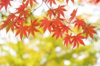 赤く色づいている葉がたくさんついているもみじの枝の写真