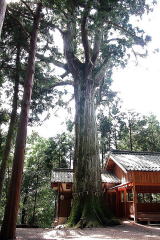 山口神社の前にそびえ立つ大きな杉の木の写真