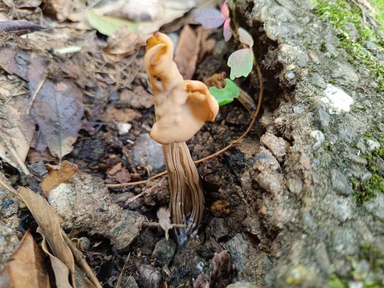 珍しいキノコ、ノボリリュウ