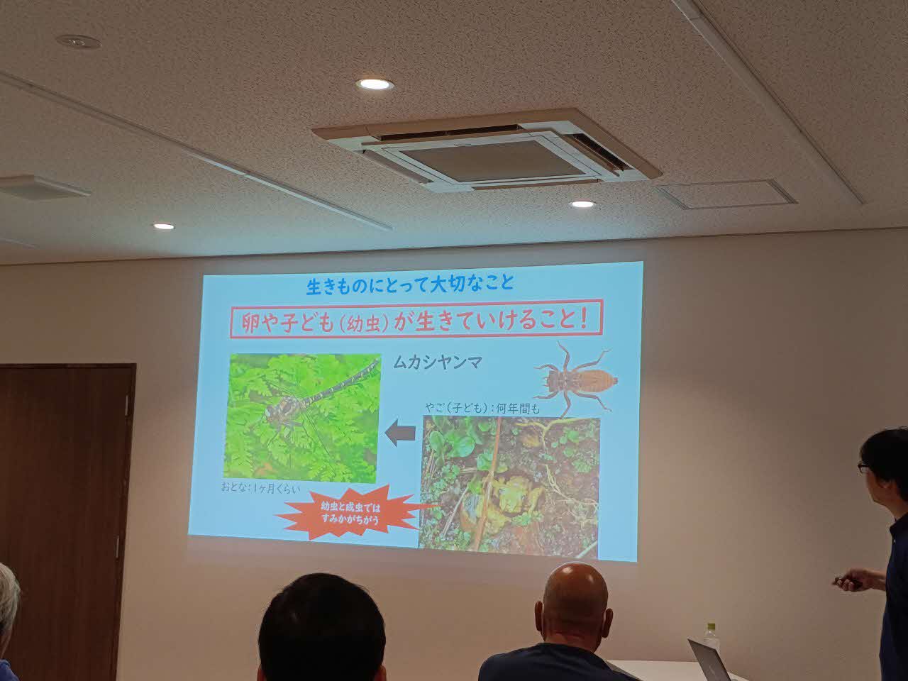 昆虫、ヤマトフキバッタの解説