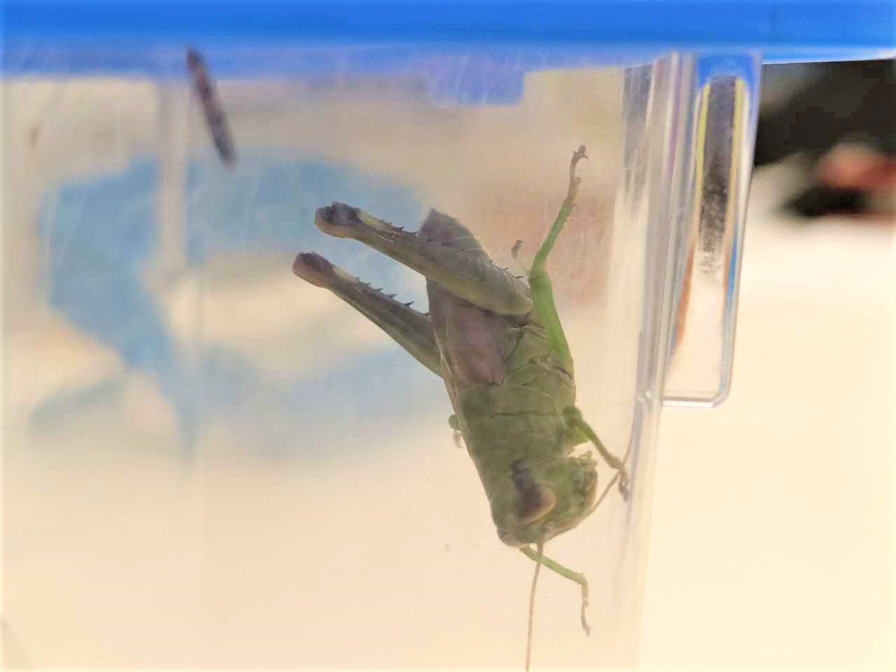 ヤマトフキバッタのメス