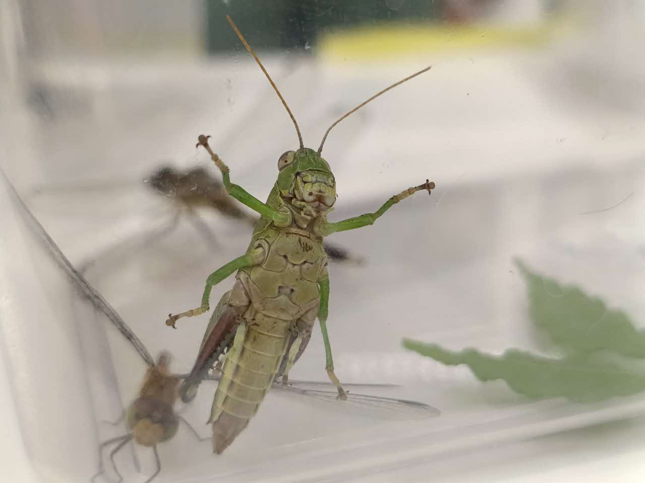 ヤマトフキバッタの足の裏を観察