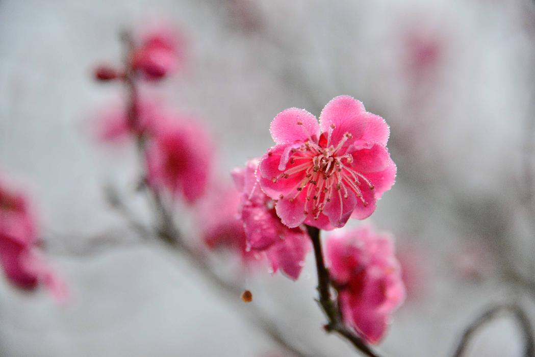 春を先駆けて咲いた濃いピンクの梅の花に早朝の霜がかかっている様子