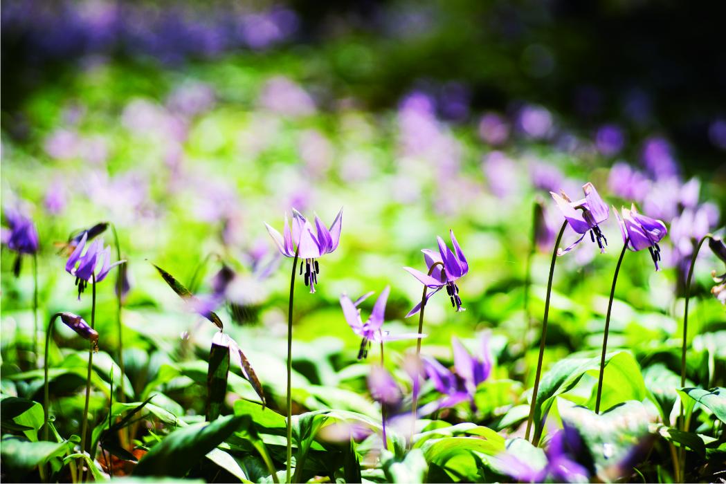 かたくりの花