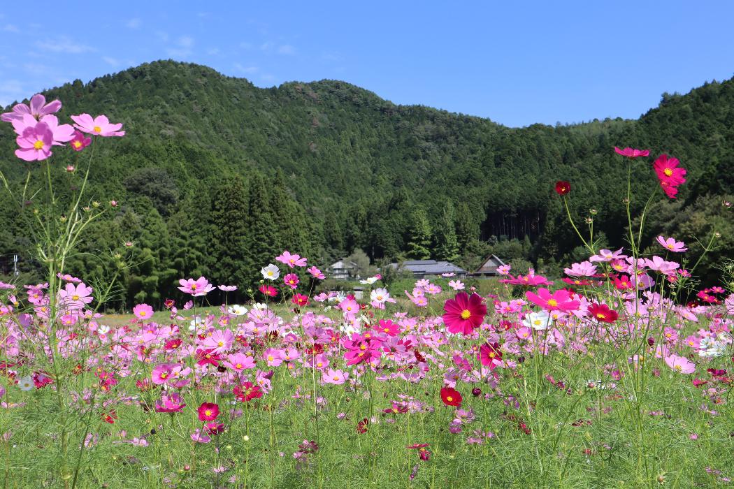 氷上町清住のコスモス畑