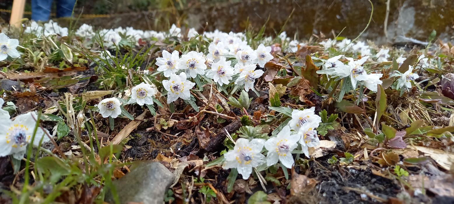 青垣いきものふれあいの里敷地内に咲くセツブンソウ