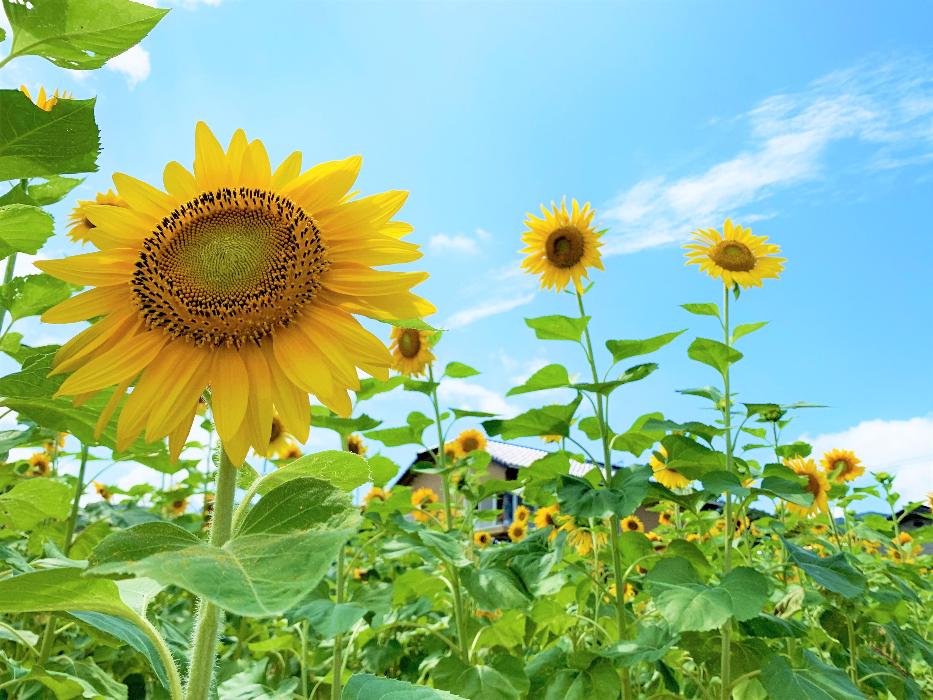 夏 丹波市の空に向かって咲くヒマワリ