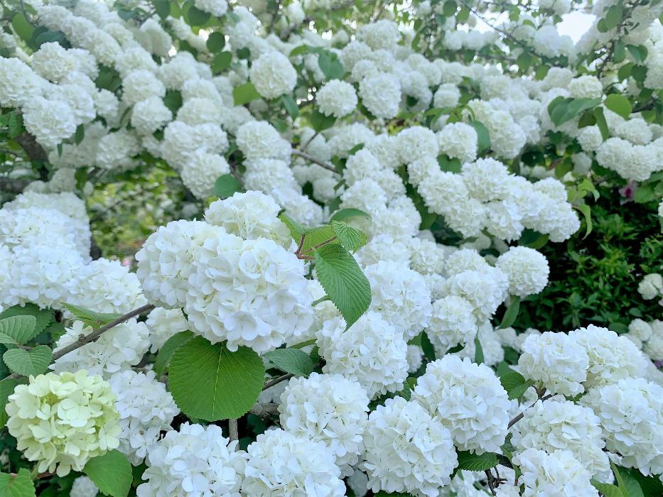 2025年5月撮影_白毫寺の花_白色のおおでまり
