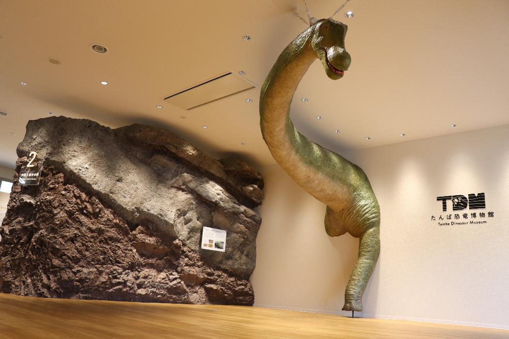 たんば恐竜博物館の内観、丹波竜の長い首と左前脚が壁から飛び出ている画像