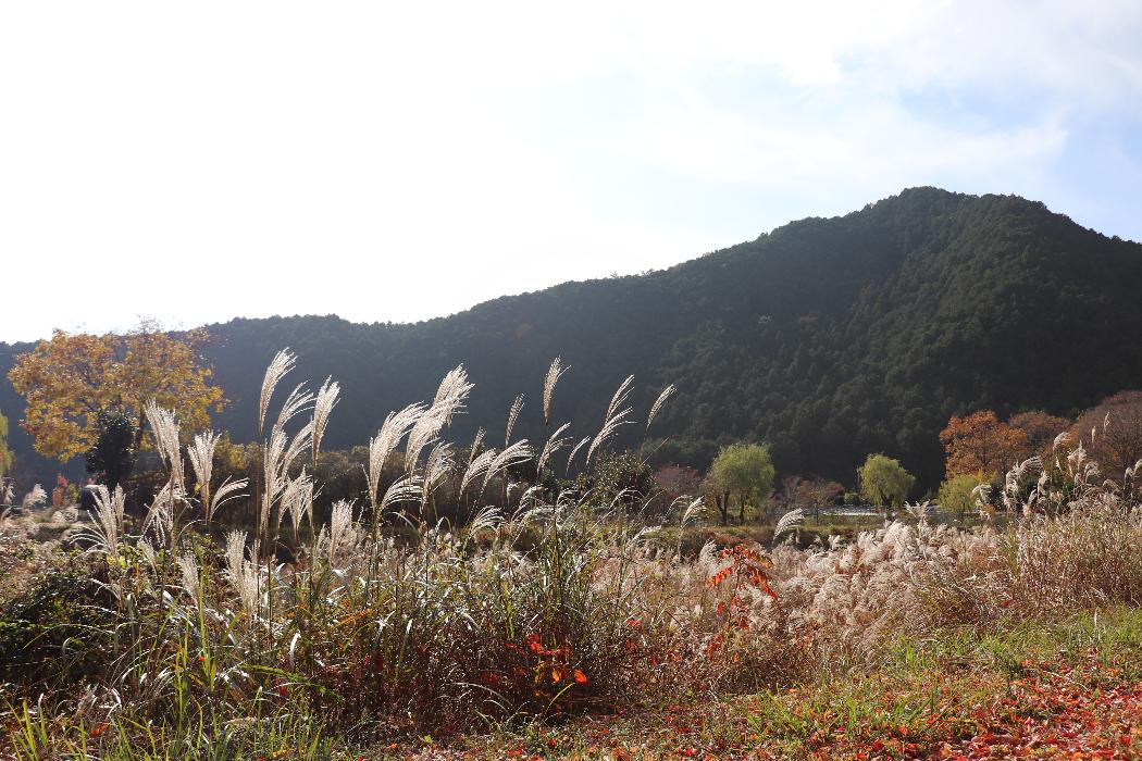 山南町和田の河川沿いのススキ