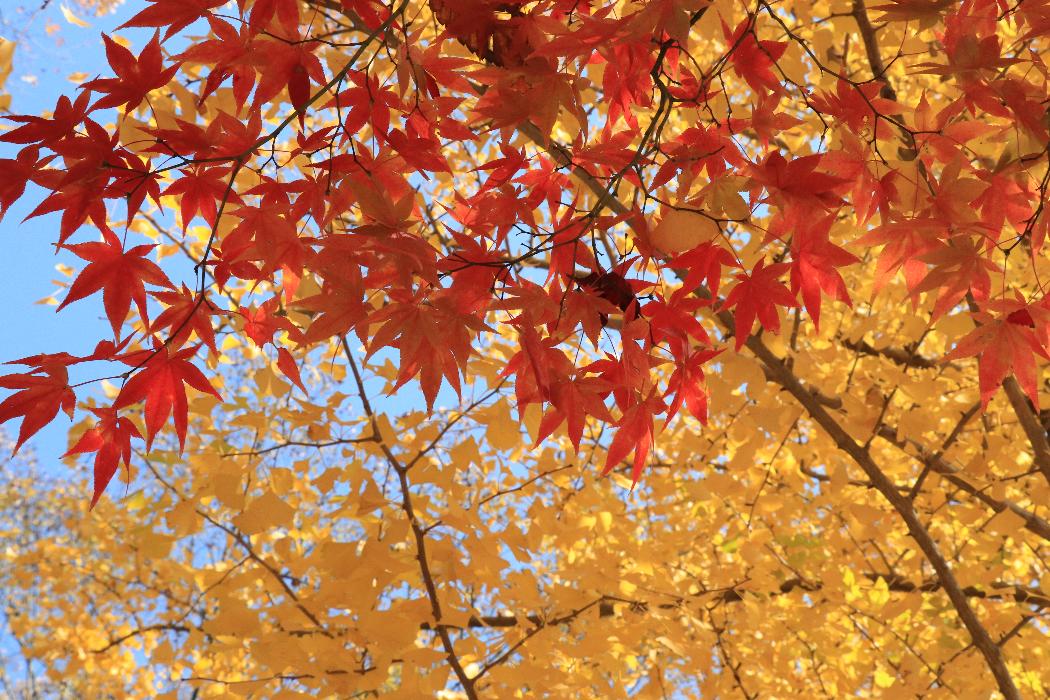 紅葉と銀杏