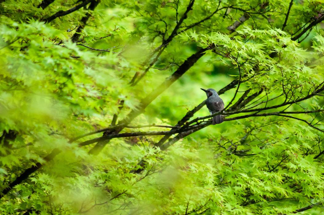青もみじに鳥が止まる様子