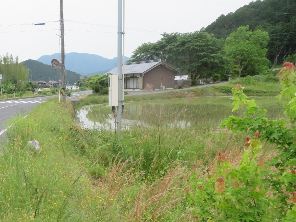 道路の路肩に咲くオオキンケイギクを駆除した後の写真