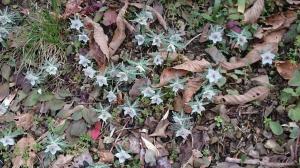 遠阪地区に咲いている花の写真