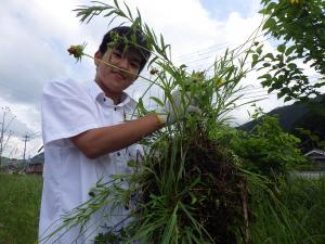 軍手を付けた男性が抜き取った植物を運んでいる写真