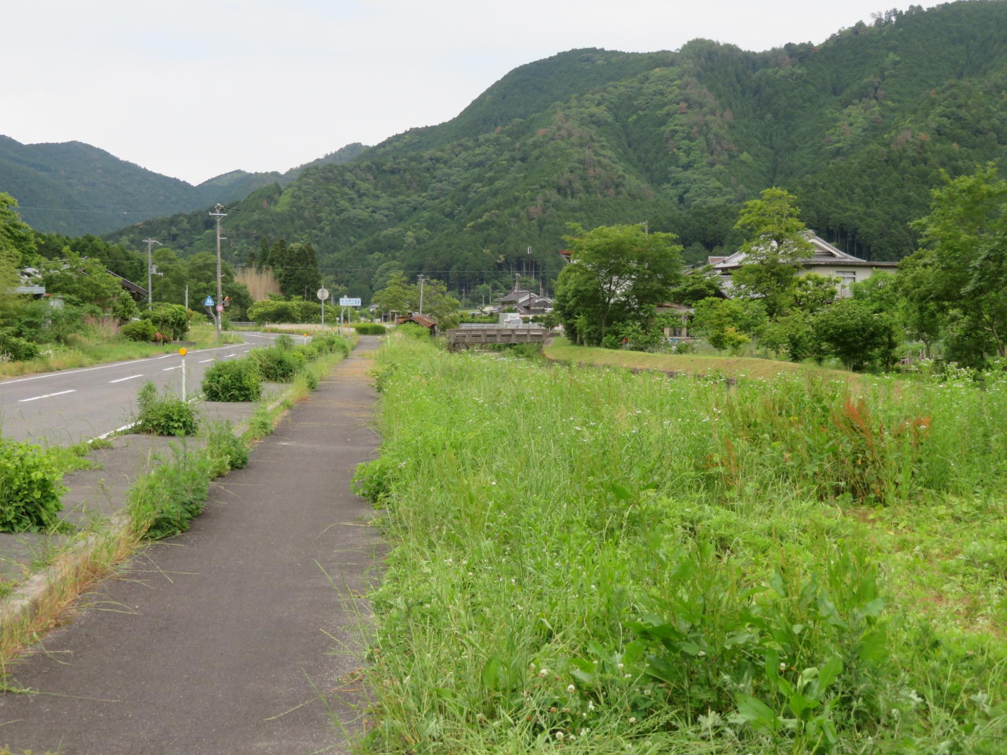 黄色い花（オオキンケイギク）が駆除され、緑が広がっている写真