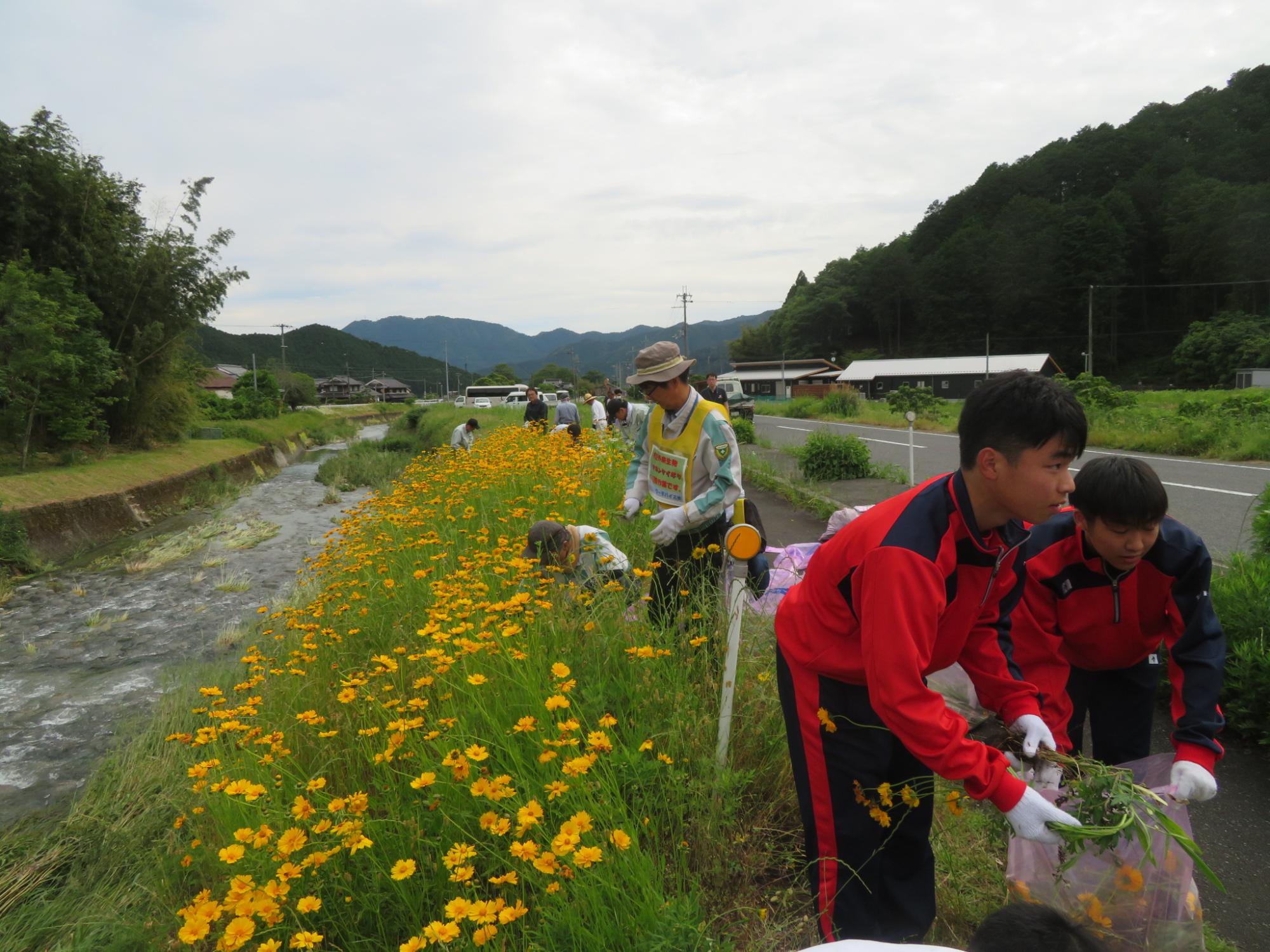 黄色い花（オオキンケイギク）を、高校生、事業者、地域住民が抜き取って駆除している様子