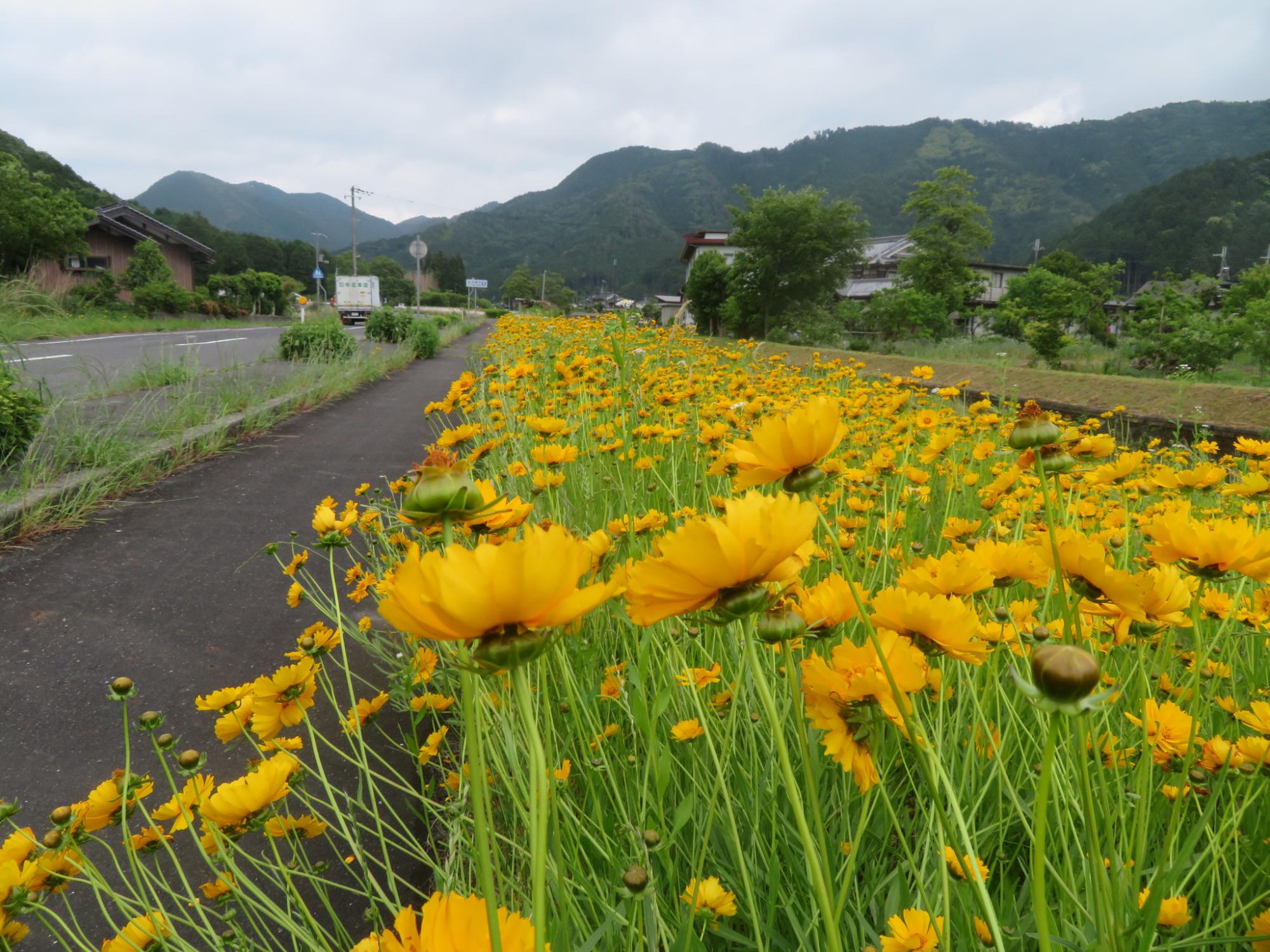 道路わきの土手で、手前から奥に向かってたくさんの黄色い花（オオキンケイギク）が咲いている写真