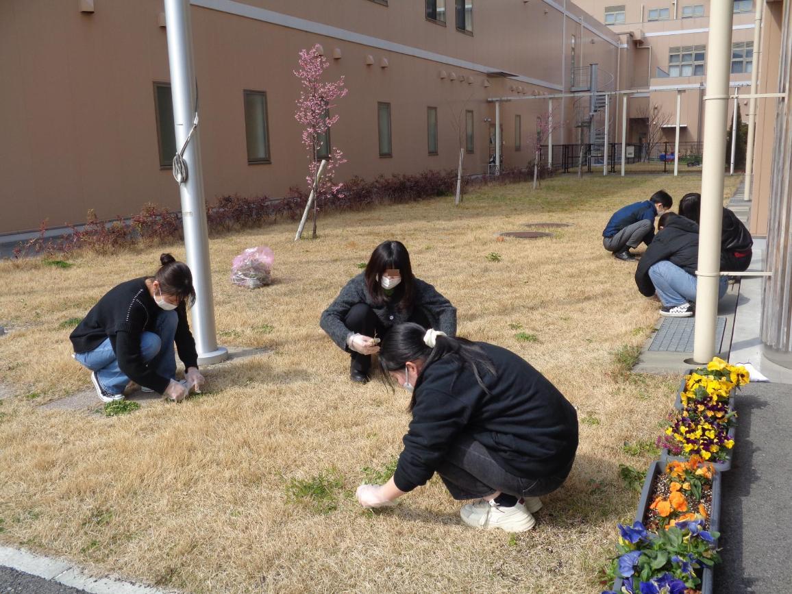 校舎横の芝生に生えている雑草を、手で引い抜いている学生たちの写真