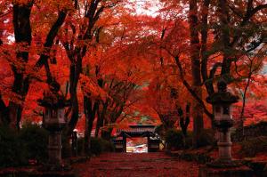紅葉で木々も地面も赤く染まり、両側に灯籠が並ぶ並木道の写真