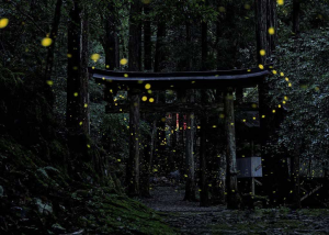 暗い森の中に立つ古い鳥居の周りに、点々と黄色い光が灯る写真
