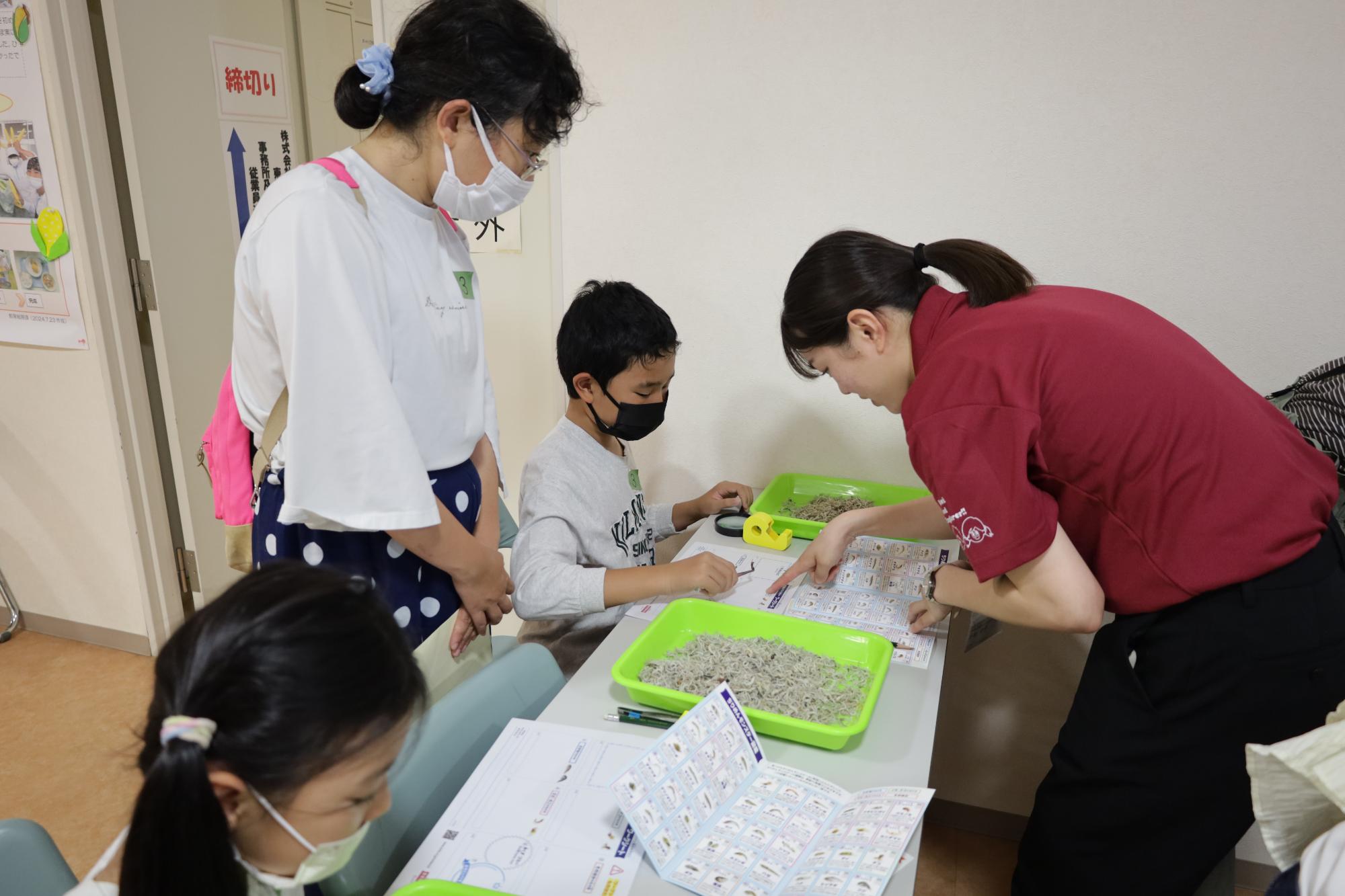 ちりめんじゃこに紛れる海の生き物(ちりめんモンスター)の選別作業をしている様子