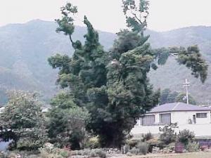 生い茂る上竹田のカヤの写真