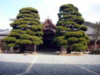2本の大きな木の奥に建つ日本家屋の写真