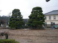 土の広場に植えられた2本の大きな木の写真