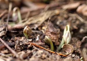地面から芽が数本伸びてきている写真