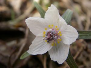 中央に紫色の雄しべや黄色の花弁がある白い花の写真