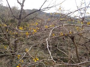 黄色い花を付けた細い枝が密集している写真