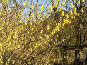 細い枝に黄色い花びらが付いている写真