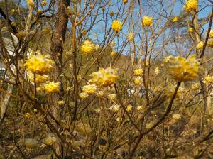 細い枝の先に黄色い花がいくつも咲いている写真