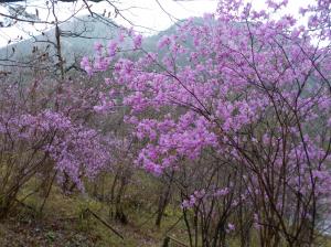 紫色の花を付けた木々が集まっている写真