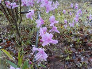 白とピンクがグラデーションしている花が複数咲いている写真