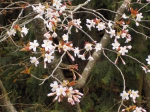 細く伸びた枝に咲いている白い花の写真