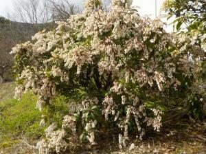 木から大量の白い花が垂れ下がるように咲いている写真