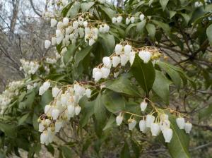 枝に垂れ下がるように咲いている白い花の写真