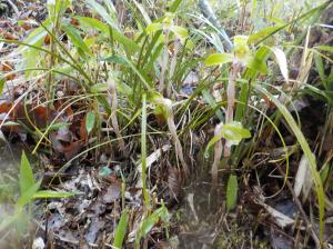 背の小さい草を地面付近から撮影した写真