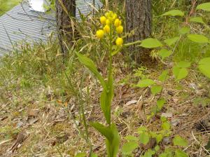 黄色い花がいくつか先端についている植物が地面に生えているの写真