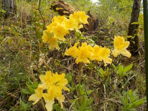 黄色の花が幾つかごとにまとまって咲いている写真