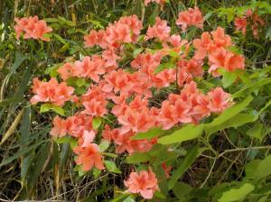 朱色の花が草に囲まれて沢山咲いている写真