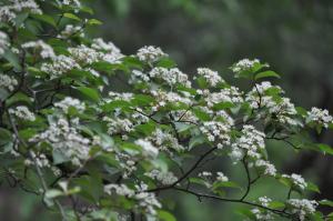 枝の先に白い小さな花が沢山咲いている写真