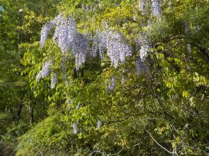 生い茂った木の枝葉から垂れている藤色の花の写真